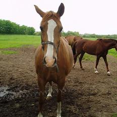 Dansk Varmblod Tabita.
