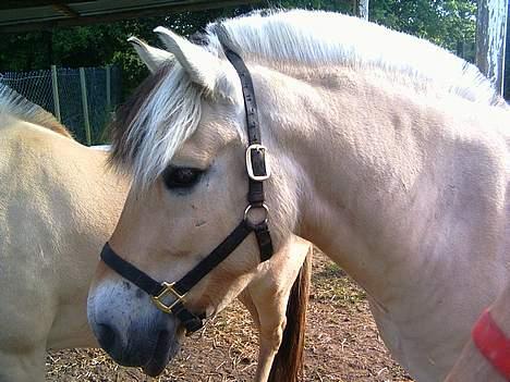 Fjordhest Skovvejens Tot - Skovvejens Tot billede 1