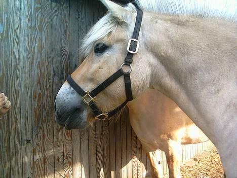 Fjordhest Skovvejens Tot - Kom lige herhen med det, du har der... billede 2