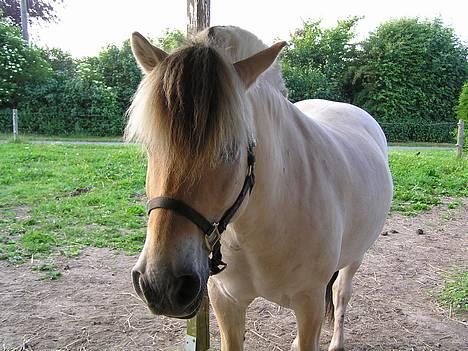 Fjordhest Skovvejens Tot - Dovner lidt.. billede 3