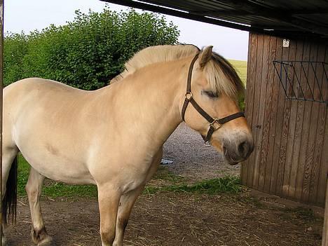 Fjordhest Skovvejens Tot - Hvor blir høet af?? billede 4