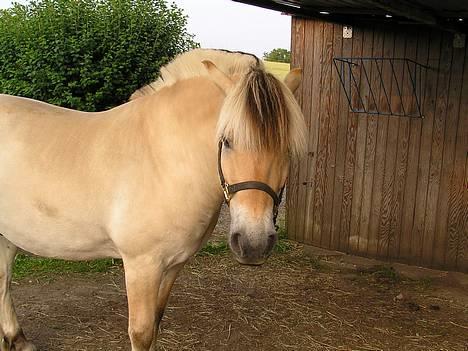 Fjordhest Skovvejens Tot - Venter lidt endnu.. billede 5