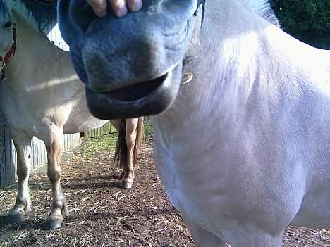 Fjordhest Skovvejens Tot - Tots hængende undermule. billede 6