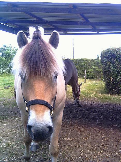 Fjordhest Skovvejens Tot - Herlige hesteliv. billede 7