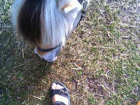 Fjordhest Skovvejens Tot - Ja nysgerrig..det er man jo. billede 8