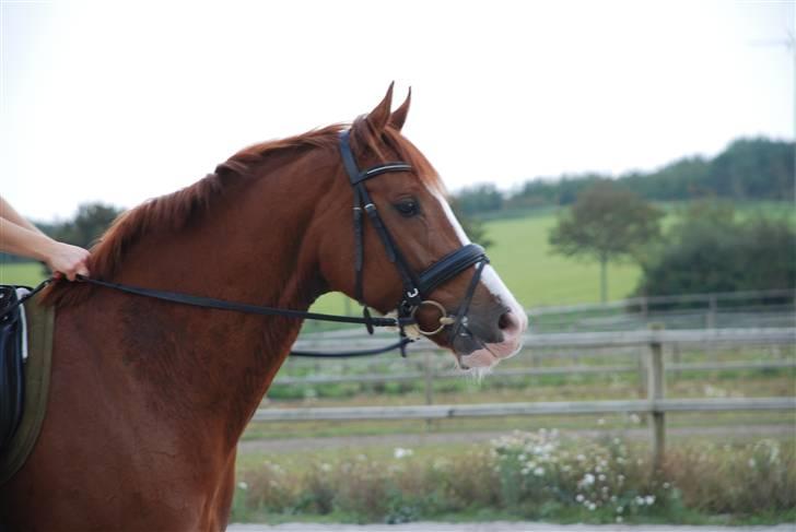 Dansk Varmblod Tjørnely's Cometessa <3 - Så smuk hun er. <3 Taget af Tine Clausen d. 20/9-2008. <3 billede 17