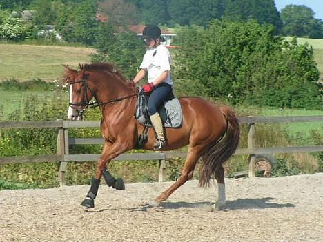 Dansk Varmblod Tjørnely's Cometessa <3 - Tessa og Anita (hendes gamle ejer) Juli 2005- Da Tessa var på sommergræs i sit barndomshjem! :)  billede 18