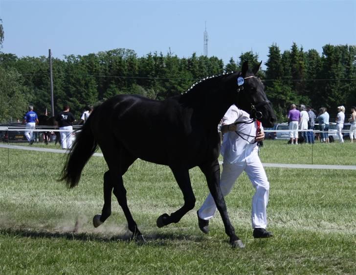 Oldenborg Cleo af Vodagergård - Fra d. 6. juni 2008 - Cleo vises frem for dommerne i trav under Roskilde Dyrskue billede 12