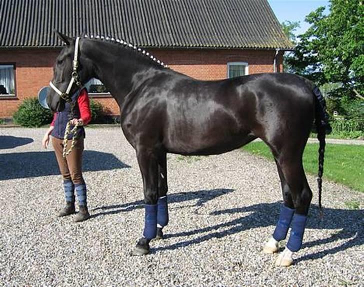 Oldenborg Bell af Vodagergård - Fra d. 25. maj 2006 - 2-årige Bell lige inden vi tog afsted til Roskilde Dyrskue billede 8