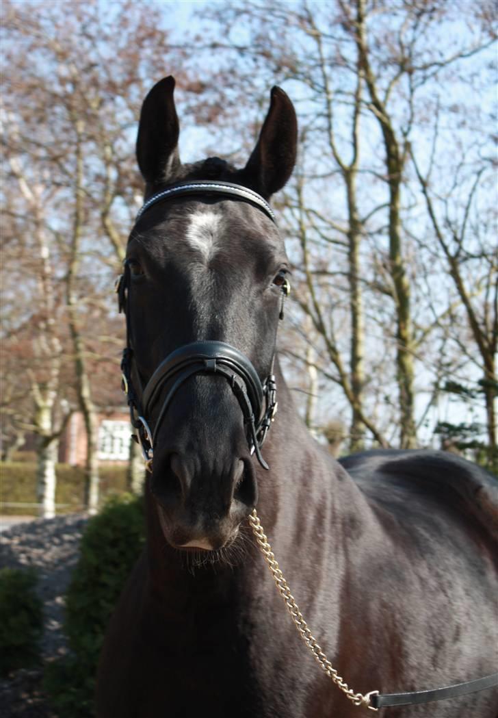 Oldenborg Bell af Vodagergård - *NYT* Fra d. 10. april 2009 - Bell blev dullet lidt op, så vi kunne tage billeder af hende :-) billede 9