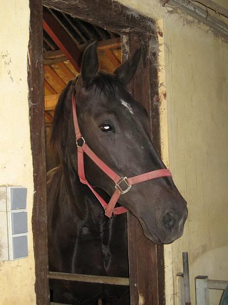 Oldenborg Bessie af Bækkeskov - Fra d. 21. juni 2005 - Bessie skulle lige se, hvad der skete inde i den store stald ;-) billede 12