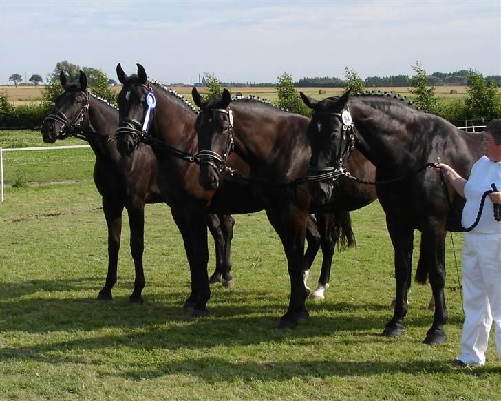 Oldenborg Bessie af Bækkeskov - *NYT* Fra d. 15. juli 2007 - Samling efter Bessie til kåring i Ringsted. Fra venstre er det Cleo, Bell, Alexia, Bessie og Jette billede 13