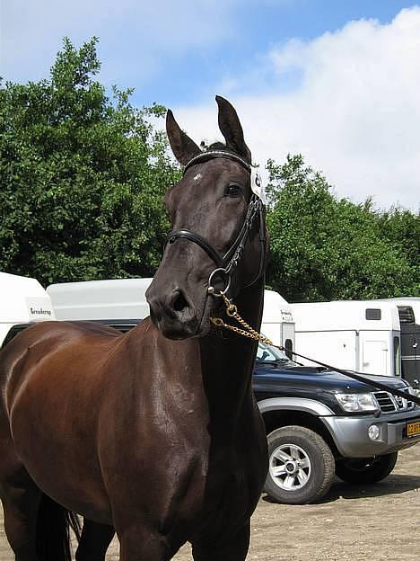 Oldenborg Alexia af Vodagergård - Fra d. 6. august 2005 - Smukke Alexia til eliteskue billede 11