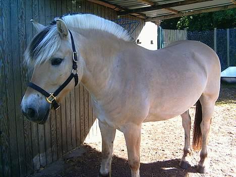 Fjordhest Skovvejens Tot - Skovvejens Tot billede 9