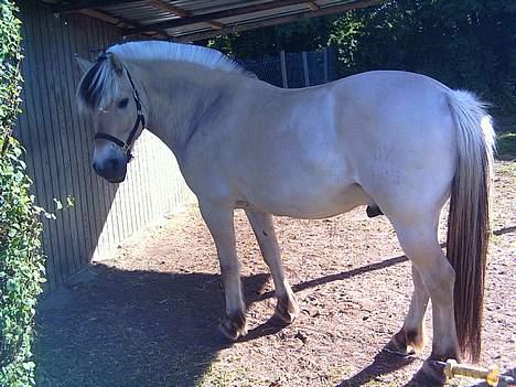 Fjordhest Skovvejens Tot - Tot billede 10