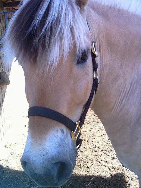 Fjordhest Skovvejens Tot - En slapper. billede 11