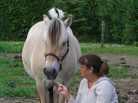 Fjordhest Skovvejens Tot - spisetid. billede 13