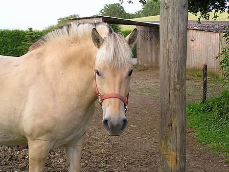 Fjordhest Mai Træholt - Er jeg ikke sød?? billede 11