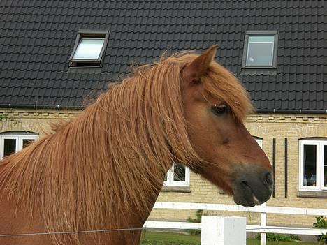 Islænder Strákur Fra Banegården †  - Åååh, du så smuk min lille dreng <´33 billede 7