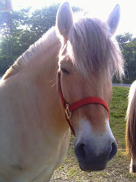 Fjordhest Mille billede 1