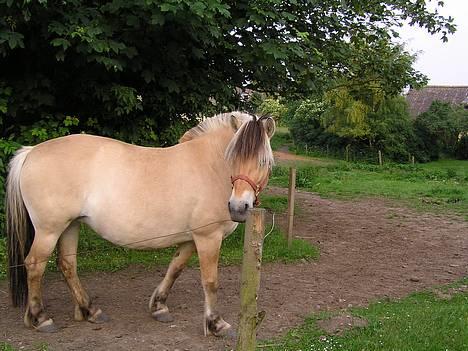 Fjordhest Mille - Nyder det skønne vejr billede 2