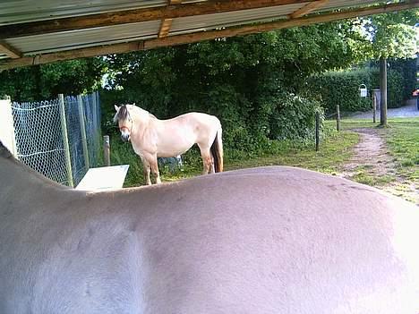 Fjordhest Mille - Tørstig.. billede 3