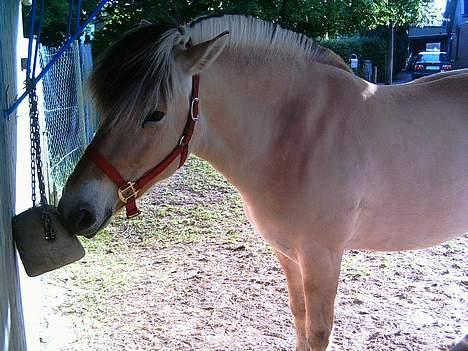 Fjordhest Mille - Lidt i slikstenen. billede 4