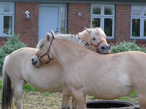 Fjordhest Mille - Mille i kærligt øjeblik med Mai. Mille er forrest. billede 5