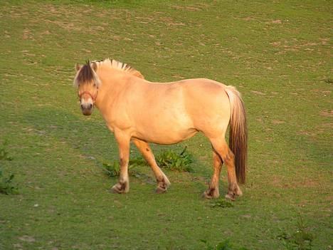 Fjordhest Mille - Nyder det.. billede 6