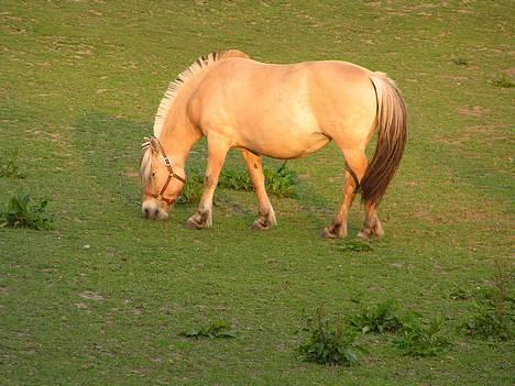 Fjordhest Mille - En sommerdag 2006 billede 7