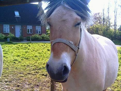Fjordhest Mille - Midterskildning.. billede 8