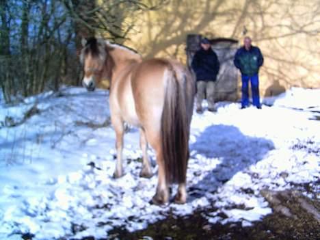 Fjordhest Mille - Vinterdragt. billede 10