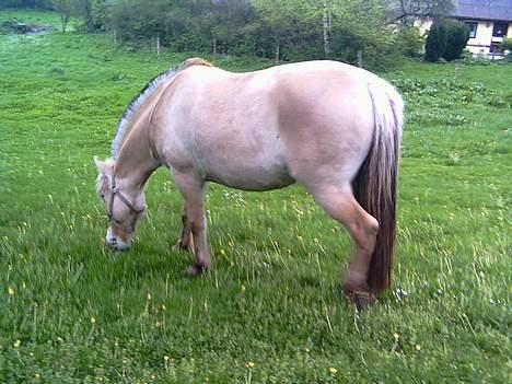 Fjordhest Mille - Mille billede 11