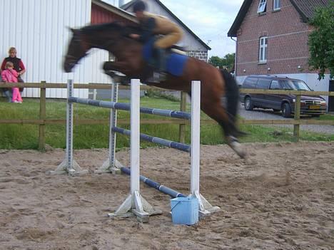 Hollandsk Varmblod Ricorde - Lige lidt spring træning. billede 1