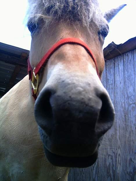 Fjordhest Mille - kom nærmere.. billede 12