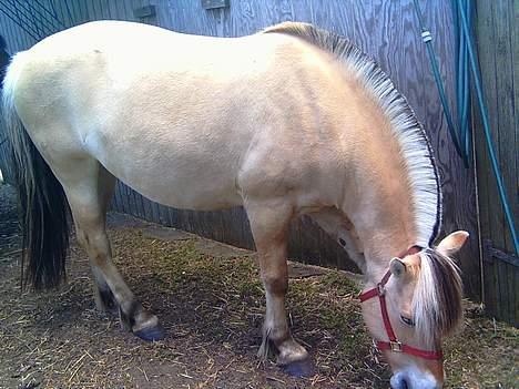 Fjordhest Mille - Mille billede 13