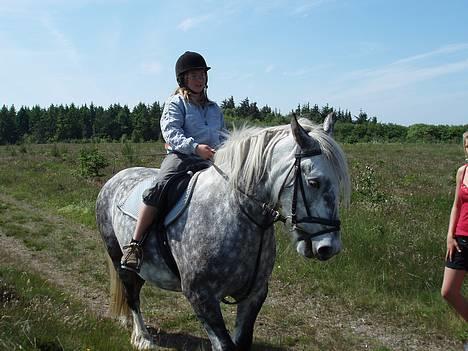 Tinker Silver - Her rider min Veninde på Silver <3 , Jada han har lært og gå til biddet, også i trav, mangler bare lidt i gallop<3 billede 1