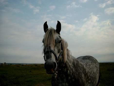 Tinker Silver - " Årg Maaan , jeg er jo SMUK ! d; " billede 2