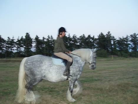 Tinker Silver - Dårliigt, billede. Han går lidt til bidet , han er ikke så god til det i trav ! XD billede 5
