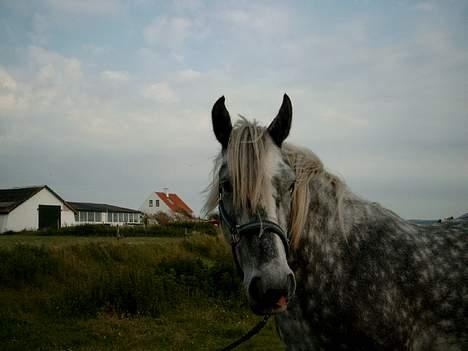 Tinker Silver - , Ja . Det er mig igen ! <3 billede 6