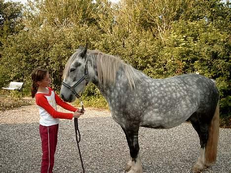 Tinker Silver - SåDann.. Nu står han pænt.. billede 7
