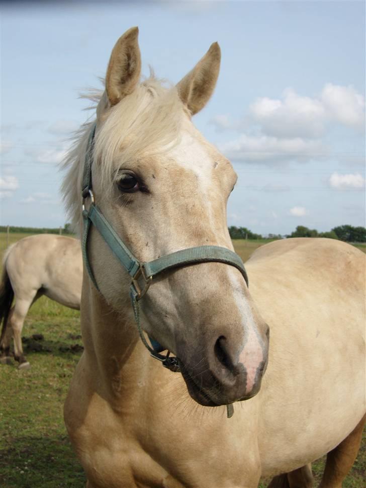 Anden særlig race golden hero SOLGT :'( <3  - <3 billede 1