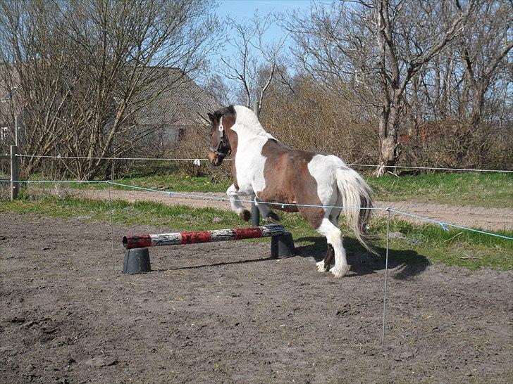 Pinto  Vesterbæks Boy - 13. april 2011 billede 17