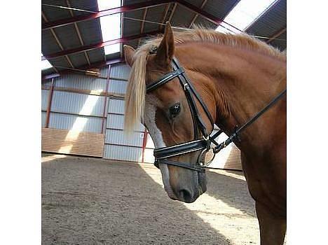 New Forest Casanova (SOLGT) billede 10