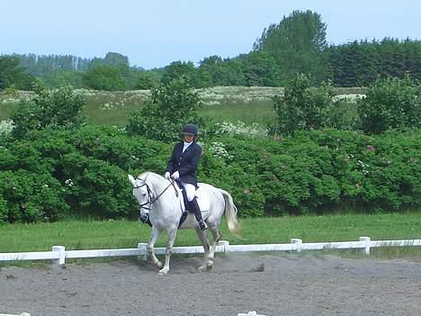 Anden særlig race Shadow billede 14