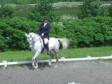 Anden særlig race Shadow billede 15