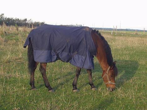 New Forest Moorland's Rondale *Død* - På marken .. billede 2