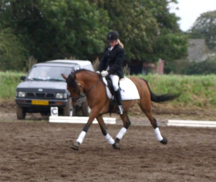 New Forest Moorland's Rondale *Død* - vores aller sidste stævne <3  billede 3