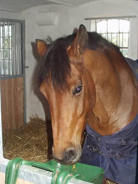 New Forest Moorland's Rondale *Død* - ;P ja han er krybbebider, men sku skøn alligevel <33 billede 4