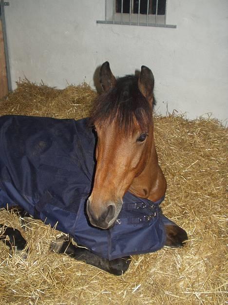 New Forest Moorland's Rondale *Død* - Lille Ronni ligger ned (: billede 5